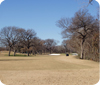 Colonial in Winter: The Yellow Rose of Texas